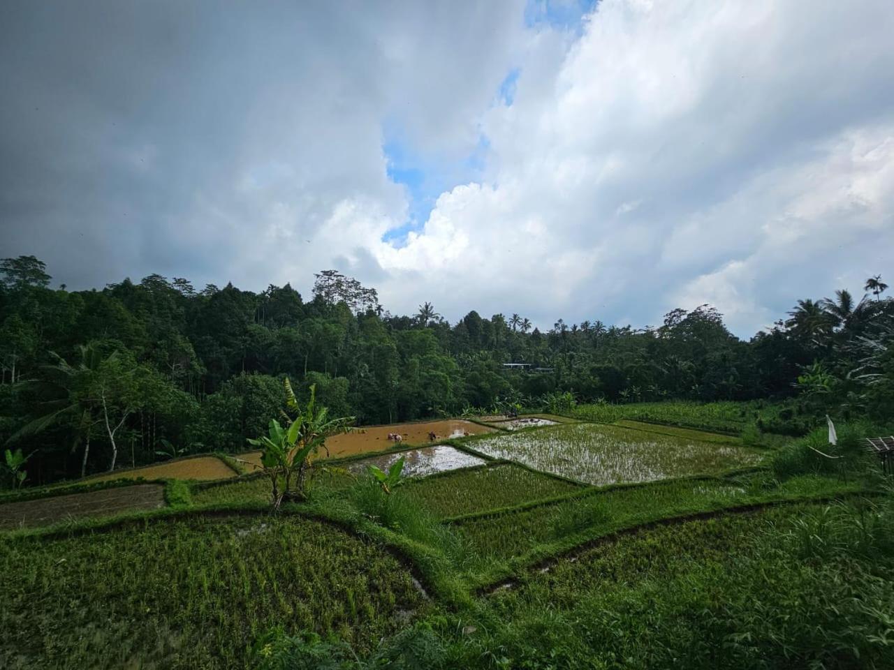 Avocado Homestay Tetebatu Eksteriør billede