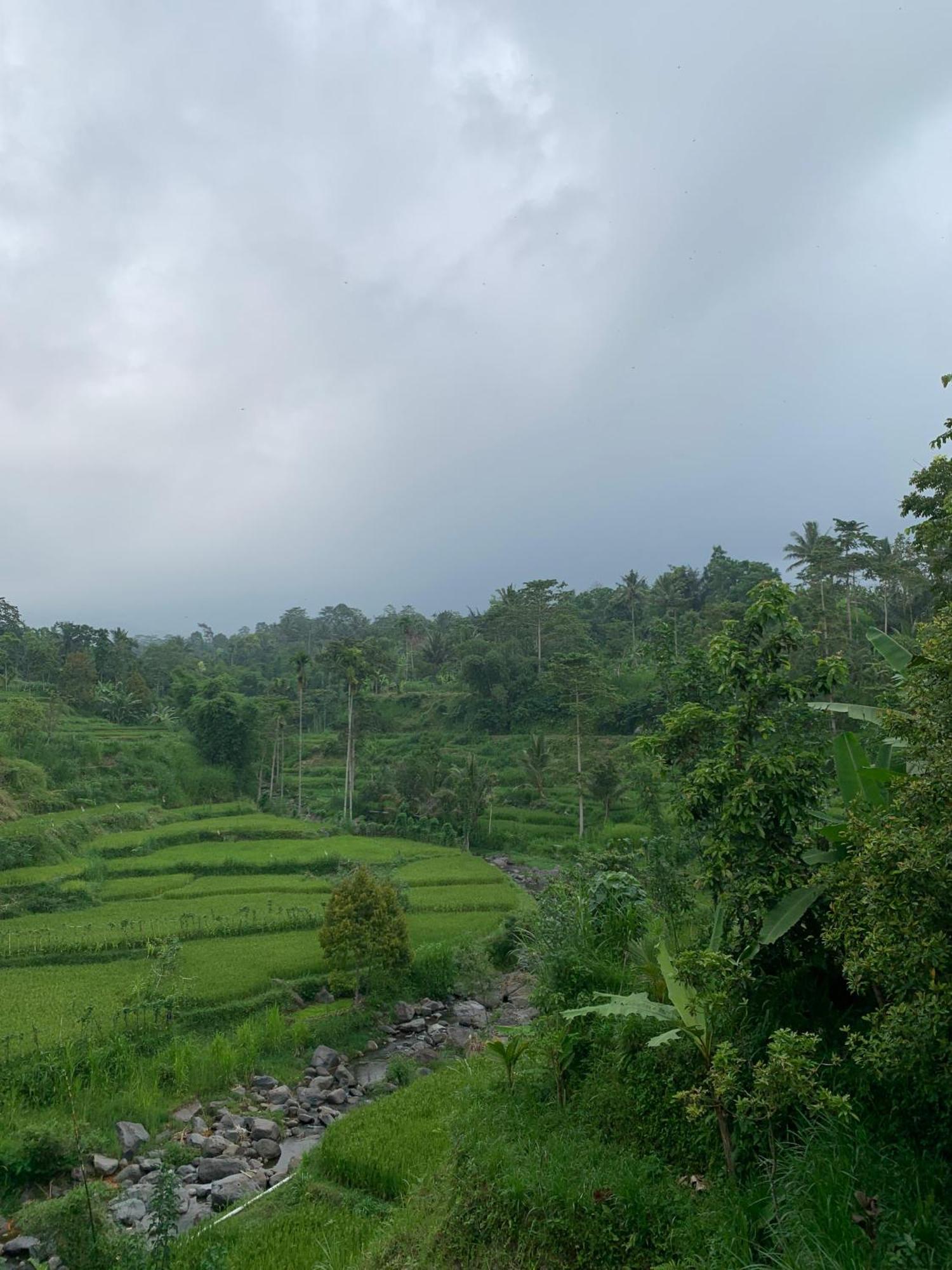 Avocado Homestay Tetebatu Eksteriør billede